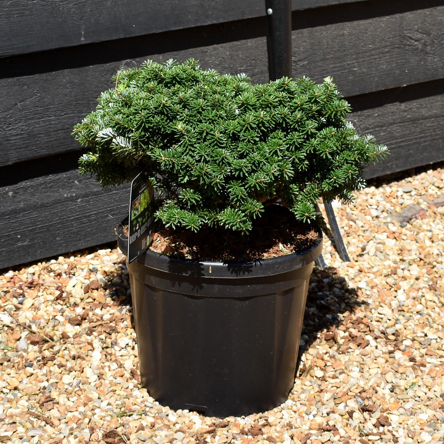 Abies koreana 'Brilliant'| Korean fir 'Brilliant' - Height 20-30cm - 10lt