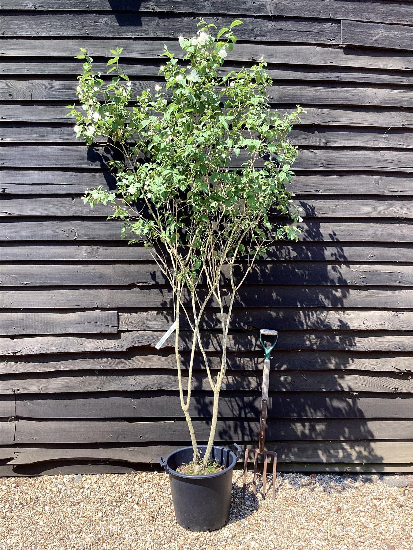 Philadelphus Virginal