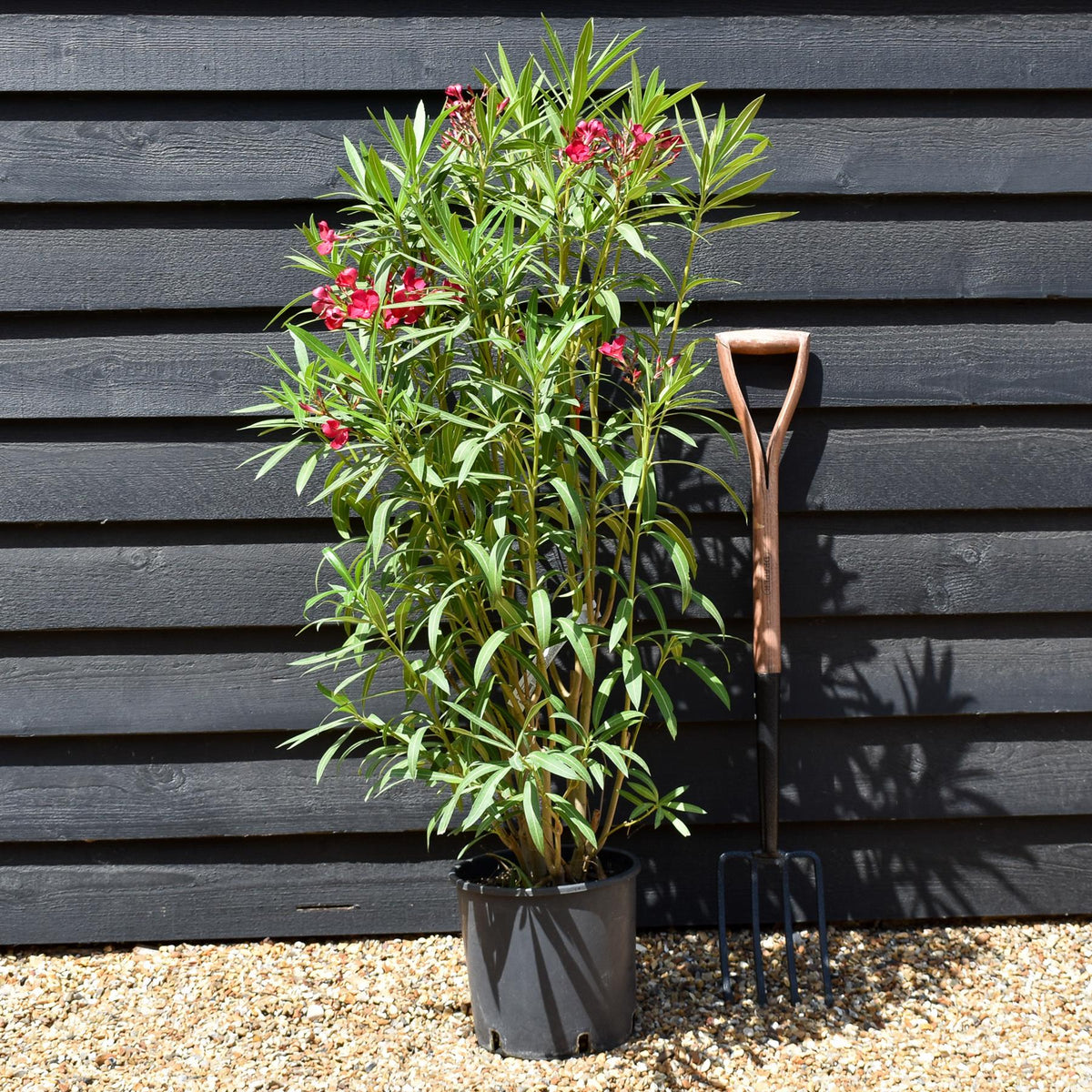 Nerium oleander 'Rosso Semplice' - Red - Shrub - Height 100-120cm - 7lt