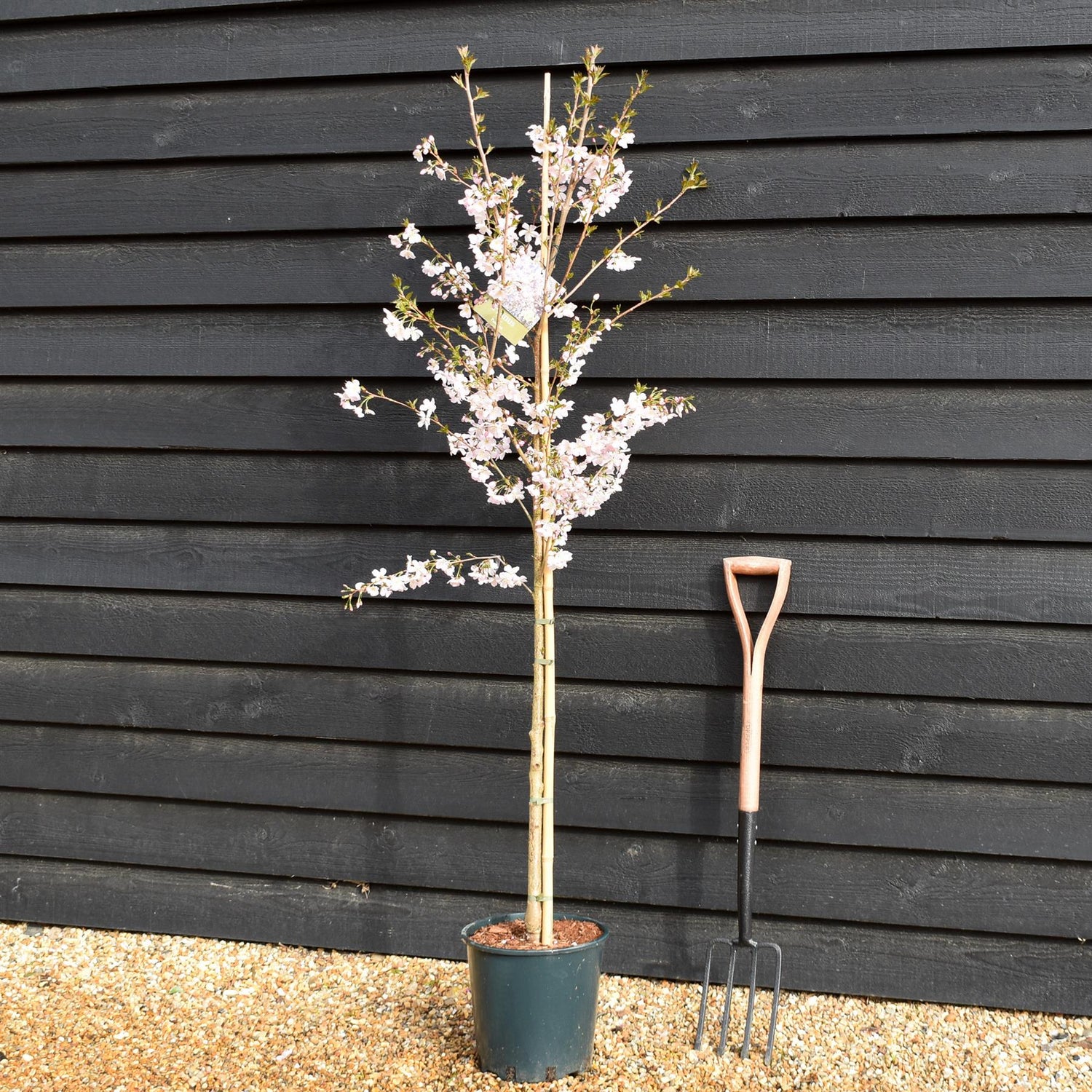 Prunus Pandora | Cherry 'Pandora' - Height 150-180cm - 12lt