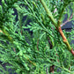 Cupressocyparis x leylandii | Leyland Cypress 2001 - 170-180cm - 30lt