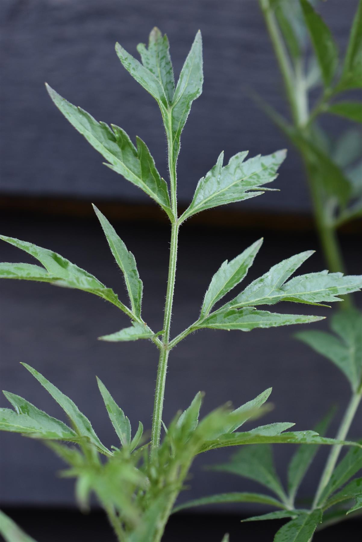 Sambucus nigra Black Lace - Height 25-50cm - Shrub - 2lt