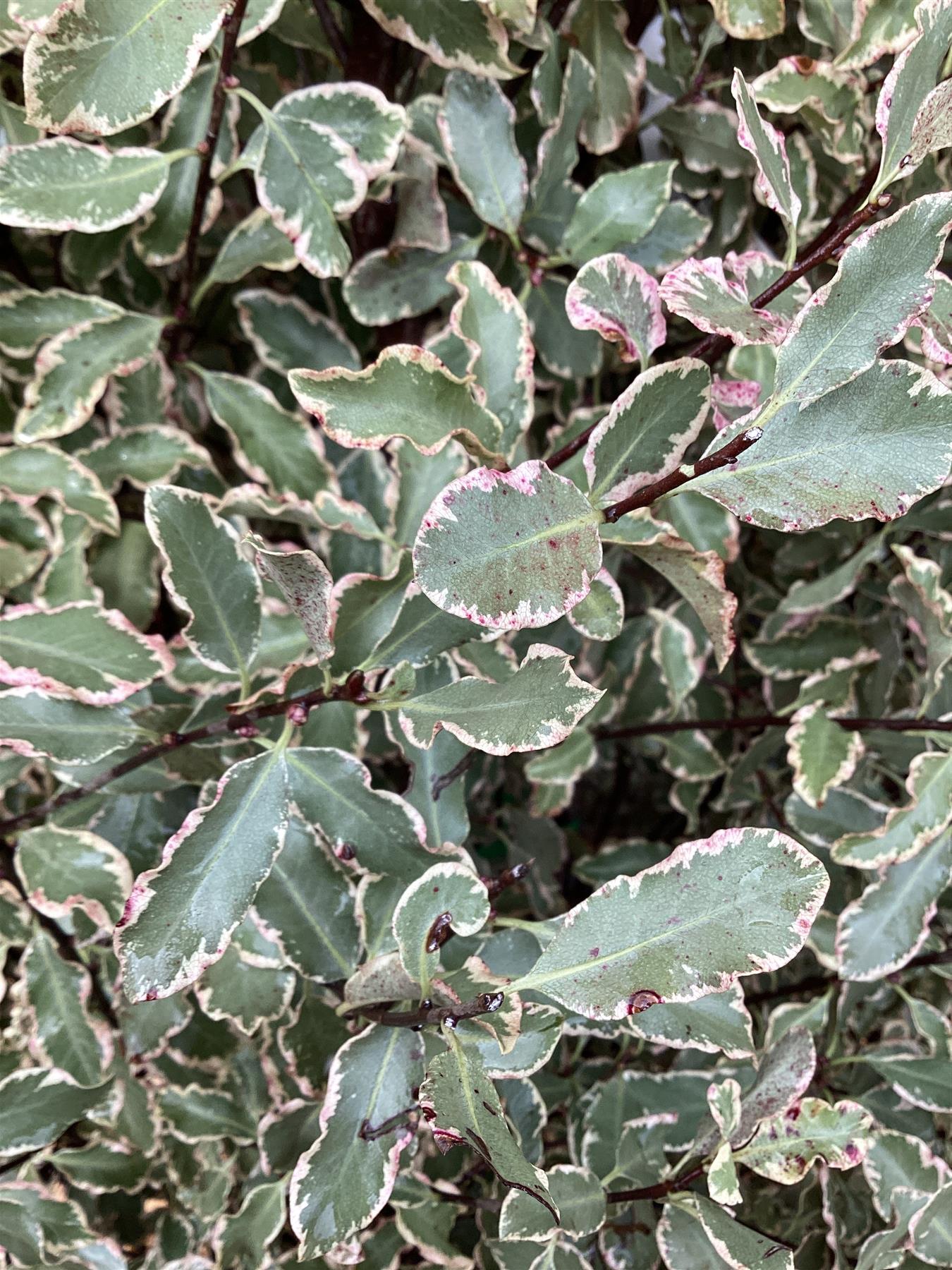 Pittosporum tenuifolium 'Elizabeth' - 180cm - 25lt