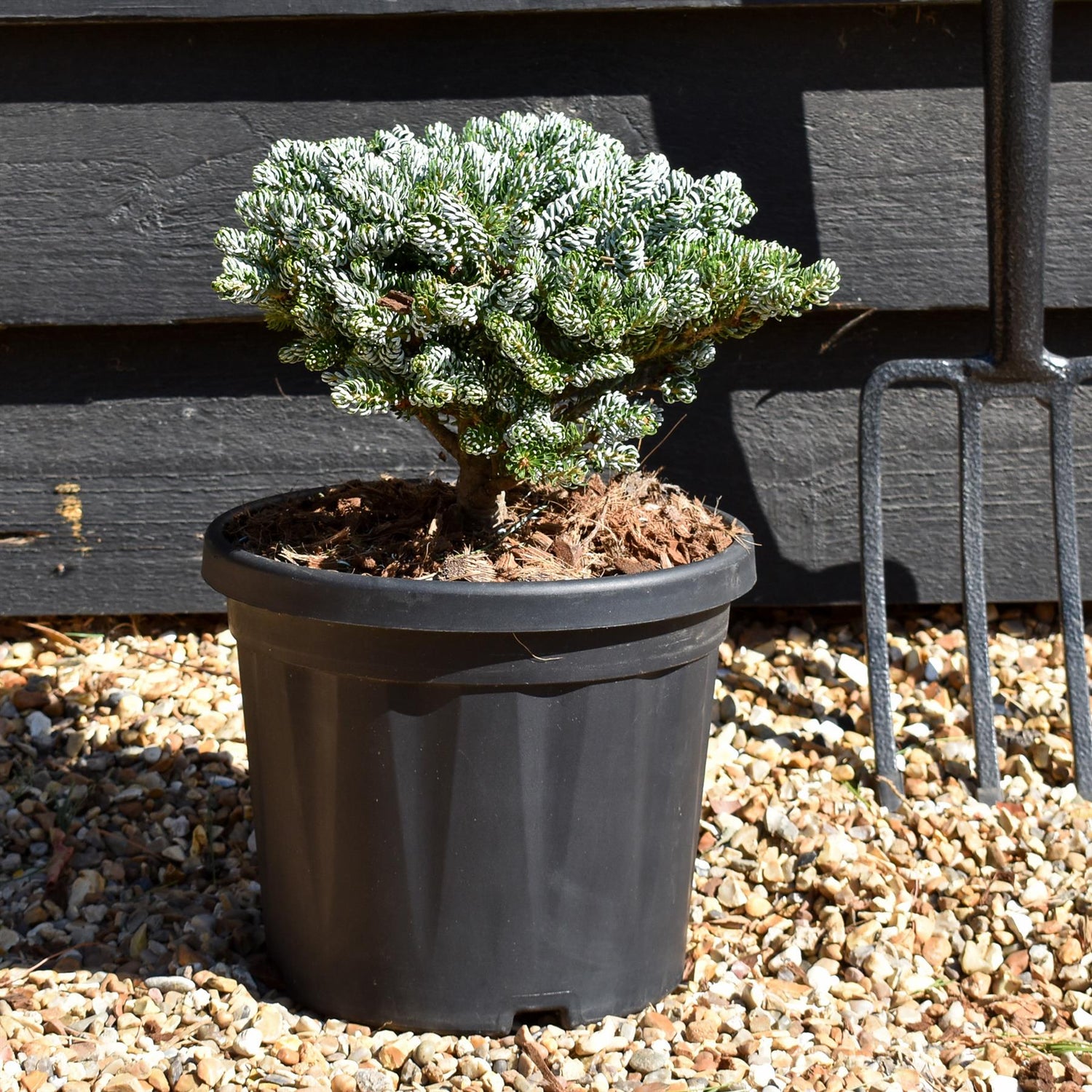 Abies koreana 'Ice Breaker' - Height 15cm - Width 20-25cm - 8lt