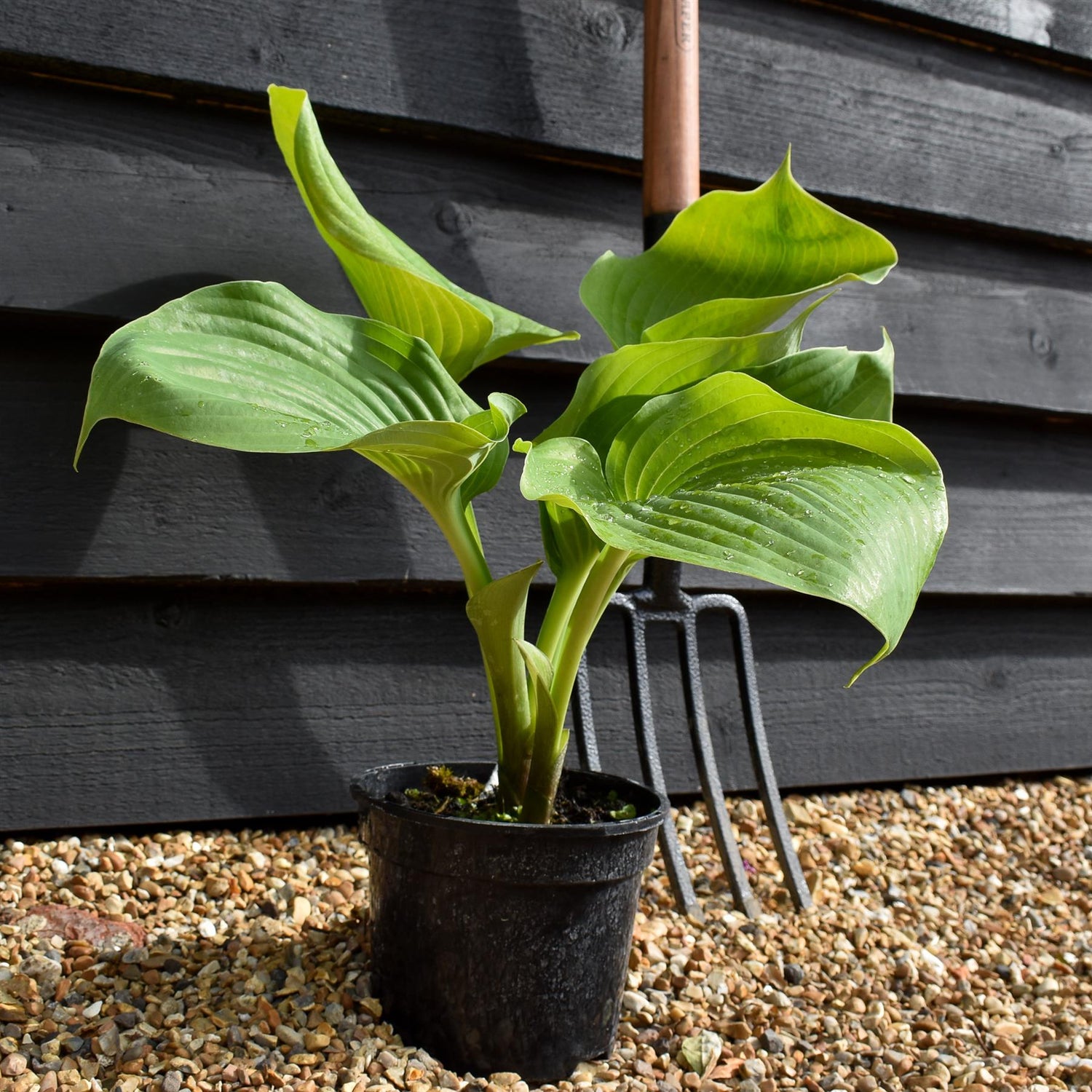 Hosta Plantain Sum and Substance - 30-40cm - 2lt
