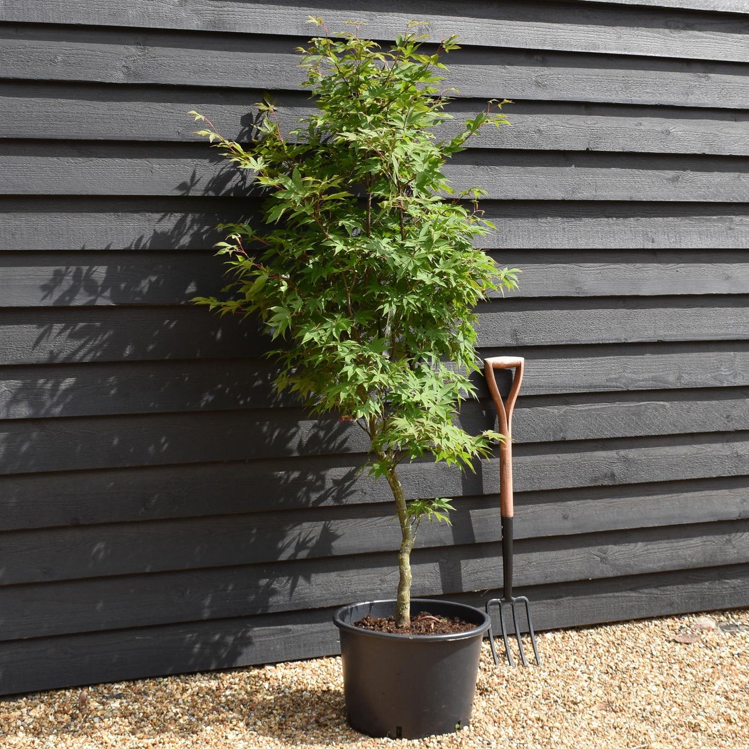 Acer palmatum 'Osakazuki' | Japanese Maple - Bushy - Height 170-190cm - 35lt