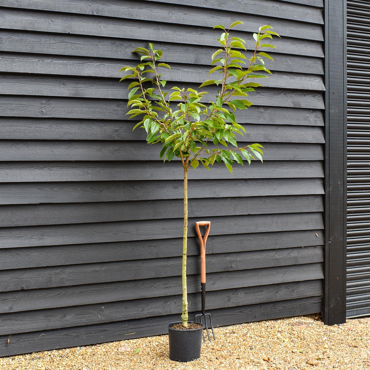 Cherry tree 'Van' | Prunus avium 'Van' - 100-120cm - 10lt