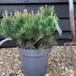 Pinus mugo 'Pumilio' | Dwarf mountain pine - Height 25cm  Width 50cm - 15lt