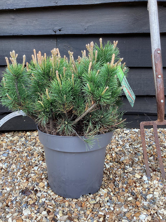 Pinus mugo 'Pumilio' | Dwarf mountain pine - Height 25cm  Width 50cm - 15lt