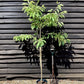 Prunus Tai Haku | Great White Cherry - 180-220cm - 12lt