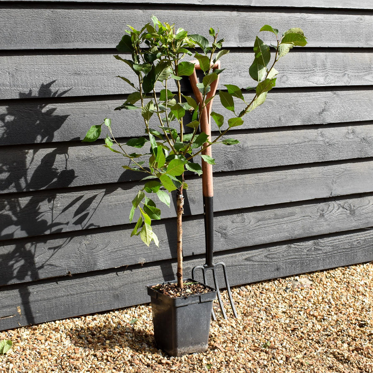 Prunus cerasus 'Morello'  - Patio Rootstock - Height 80-100cm - 7lt