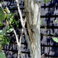 Betula utilis jaquemontii | Kashmir Birch Multi Stem - 300-400cm, 90lt