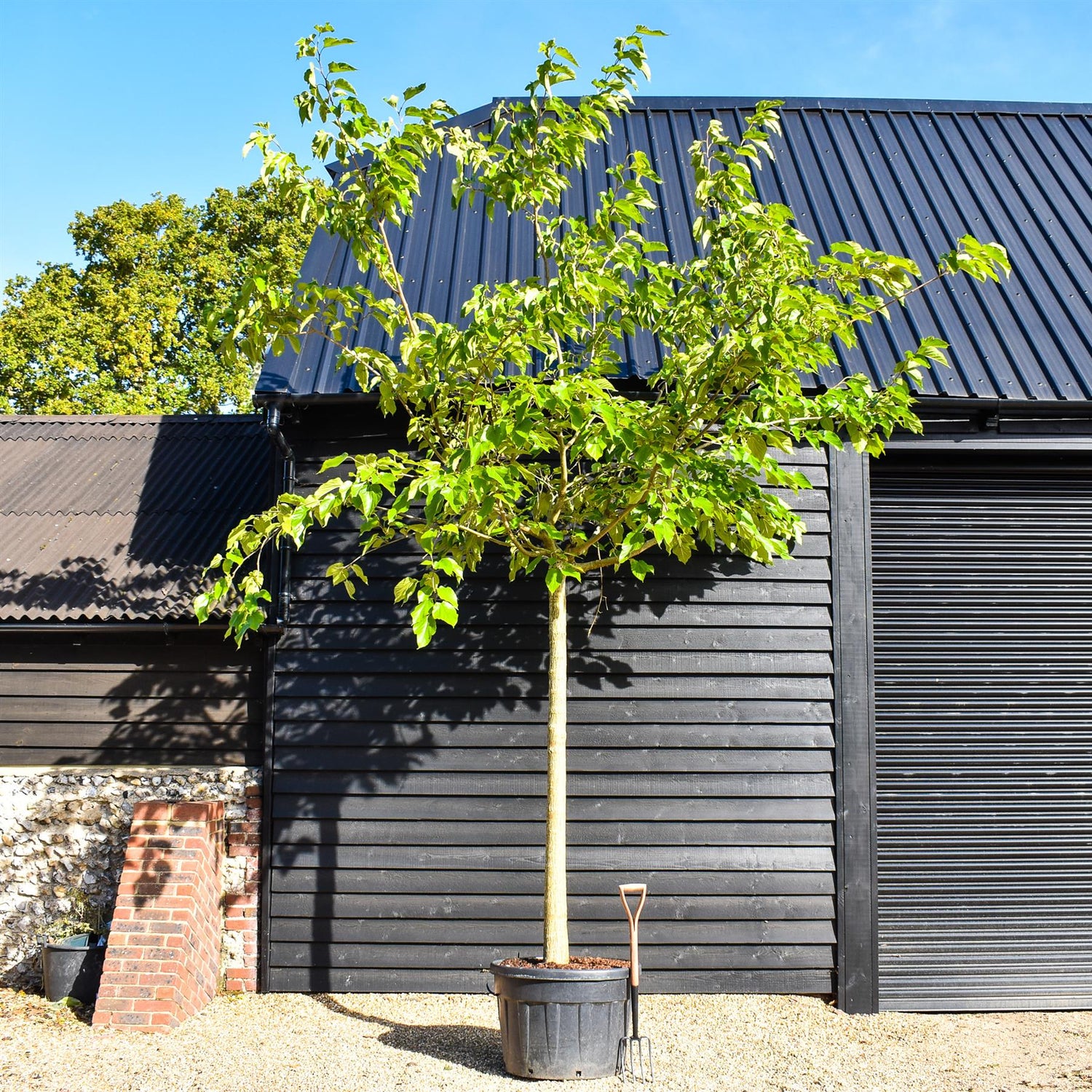 White Mulberry | Morus Alba (fruitless)  - Girth 30-32cm - Clear Stem - Height 400cm  - Perfect for shade - 230lt