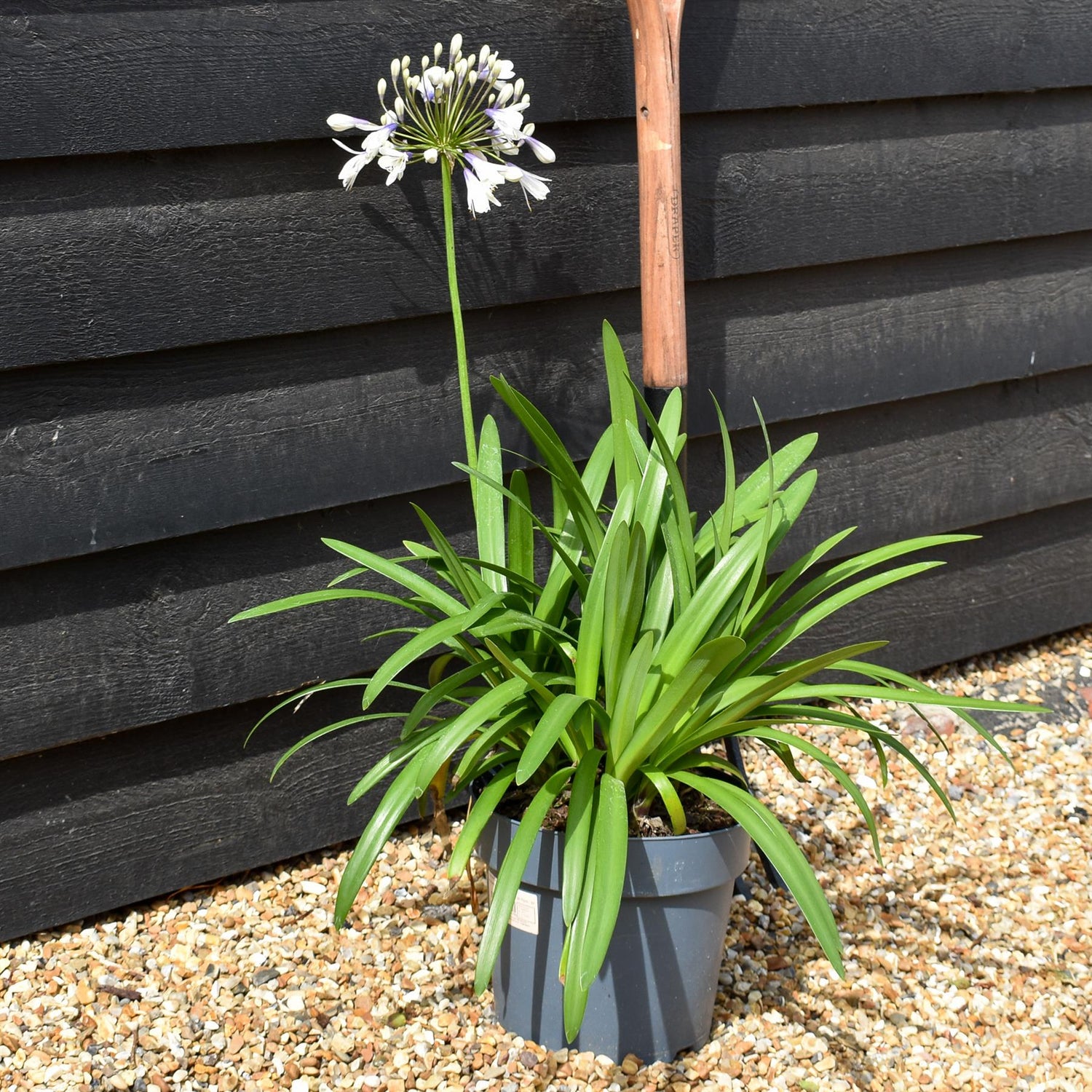 Agapanthus "Poppin Star" | African Lily - Height 50-70cm - 5lt