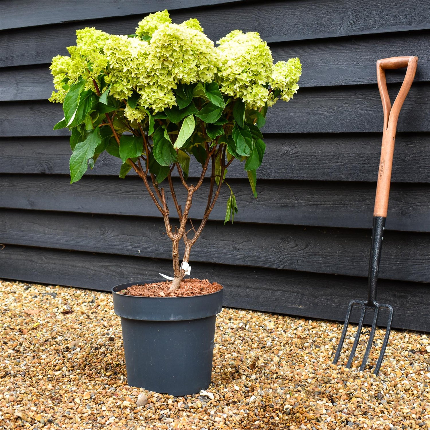 Hydrangea Paniculata 'Little Fresco' - Height 50-60cm - 15lt
