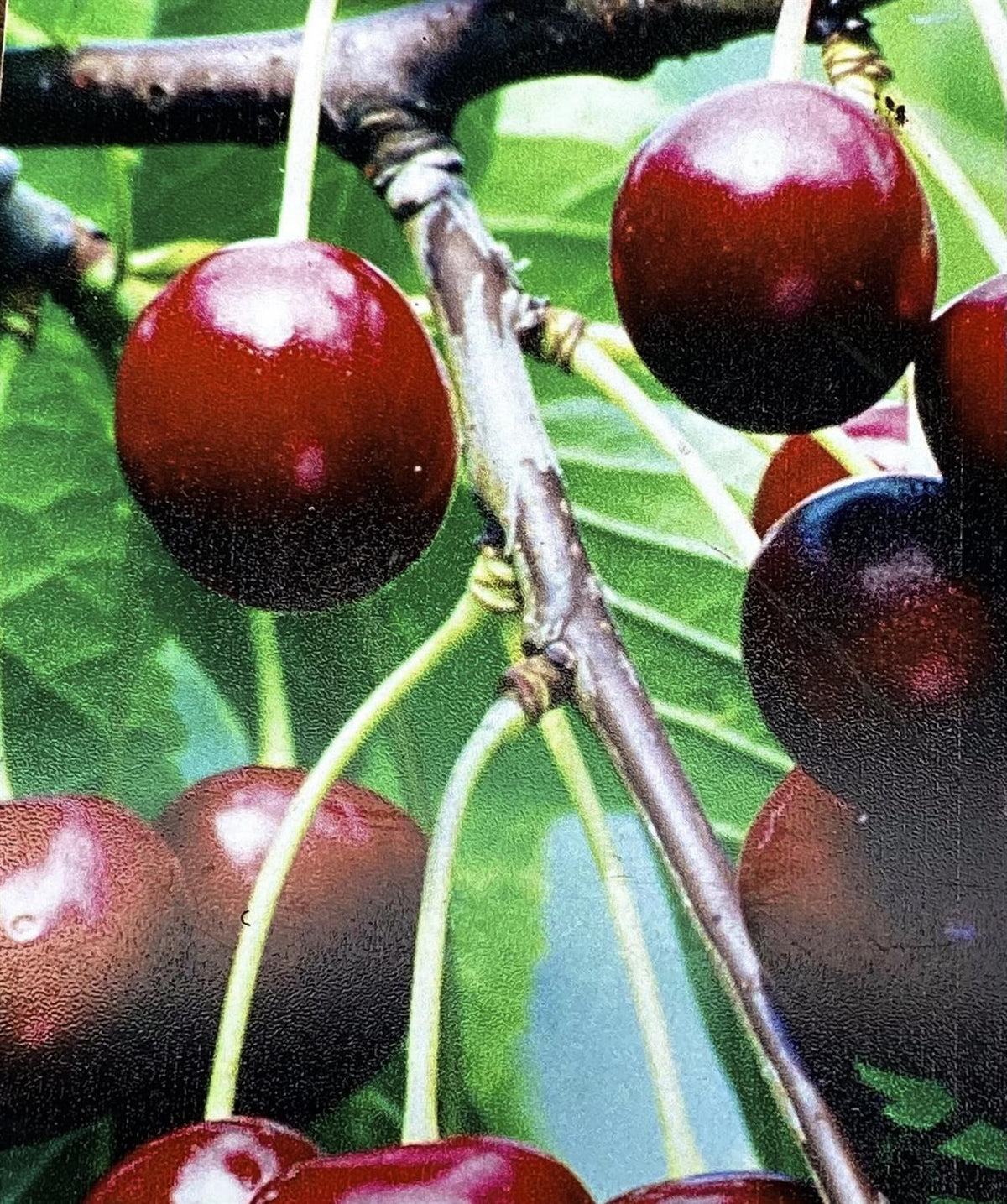 Prunus avium 'Early Rivers' | Cherry 'Early Rivers' - 100-120cm, 10lt ...