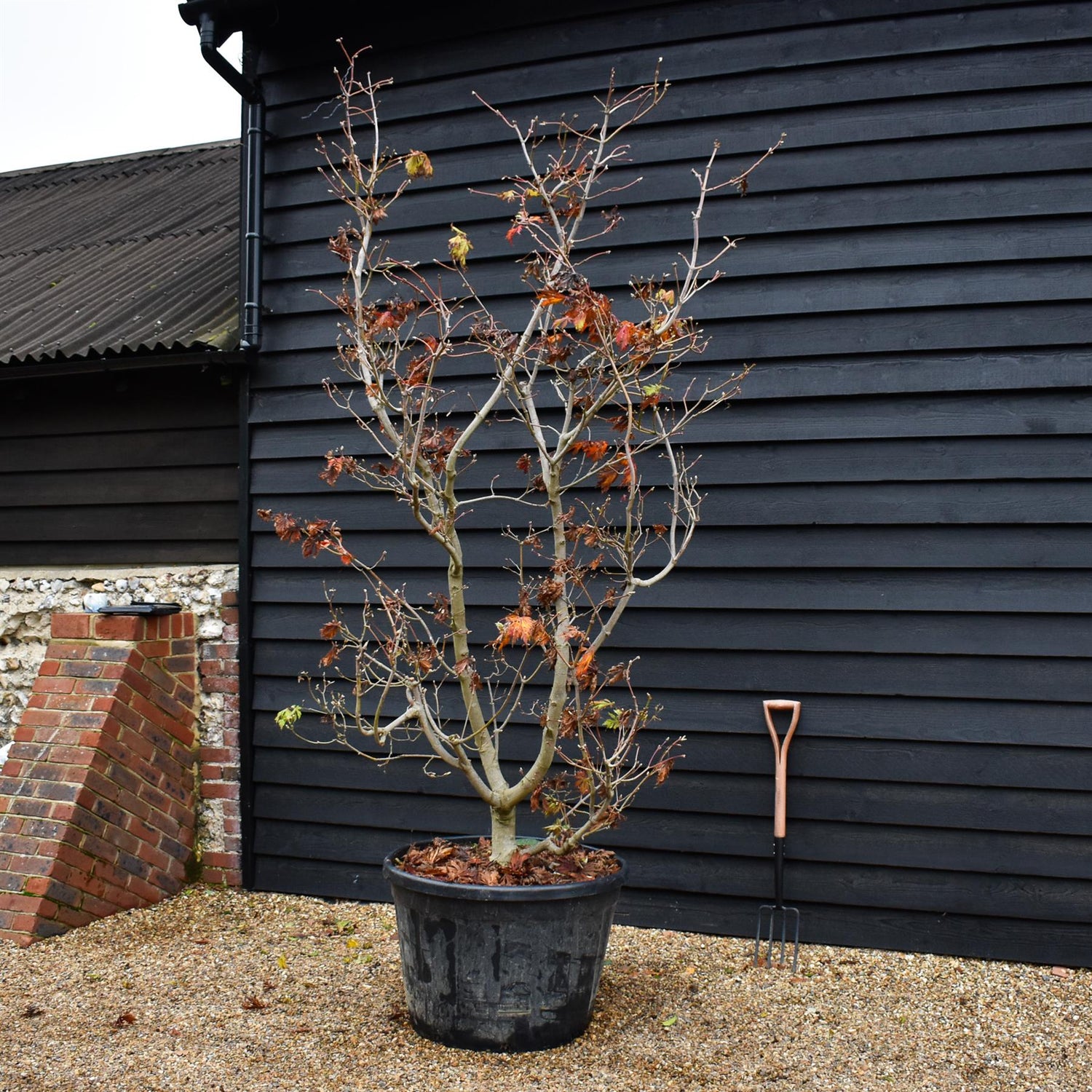 Acer japonicum 'Aconitifolium' | Downy Japanese maple - Specimen Tree - Height 260-280cm - 180lt