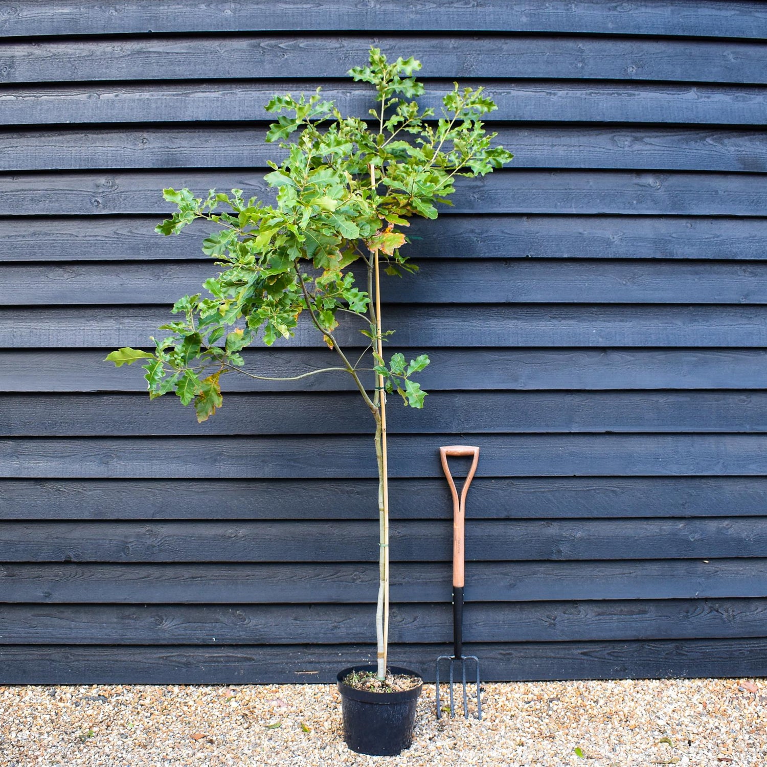 Cherrybark Red Oak | Quercus falcata 'Pagodifolia' - Height 180-200cm - Pot Grown - 10lt