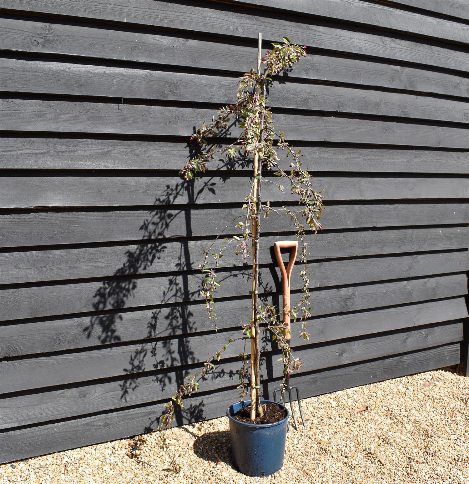 Malus Crimson Cascade | Purple Weeping Crab Apple Tree - 200-250cm, 10lt