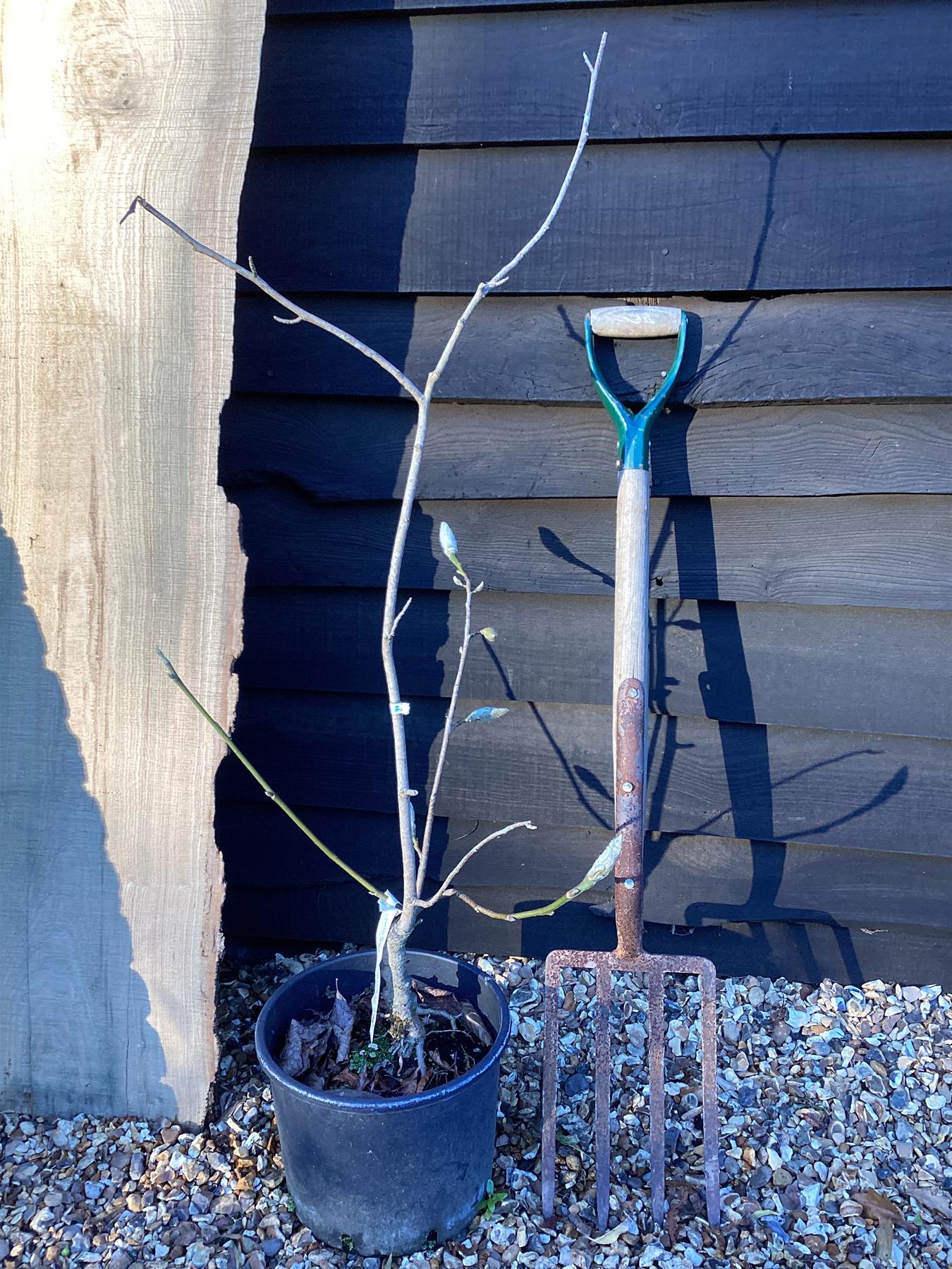 Magnolia 'Iolanthe' - 80-100cm, 5lt