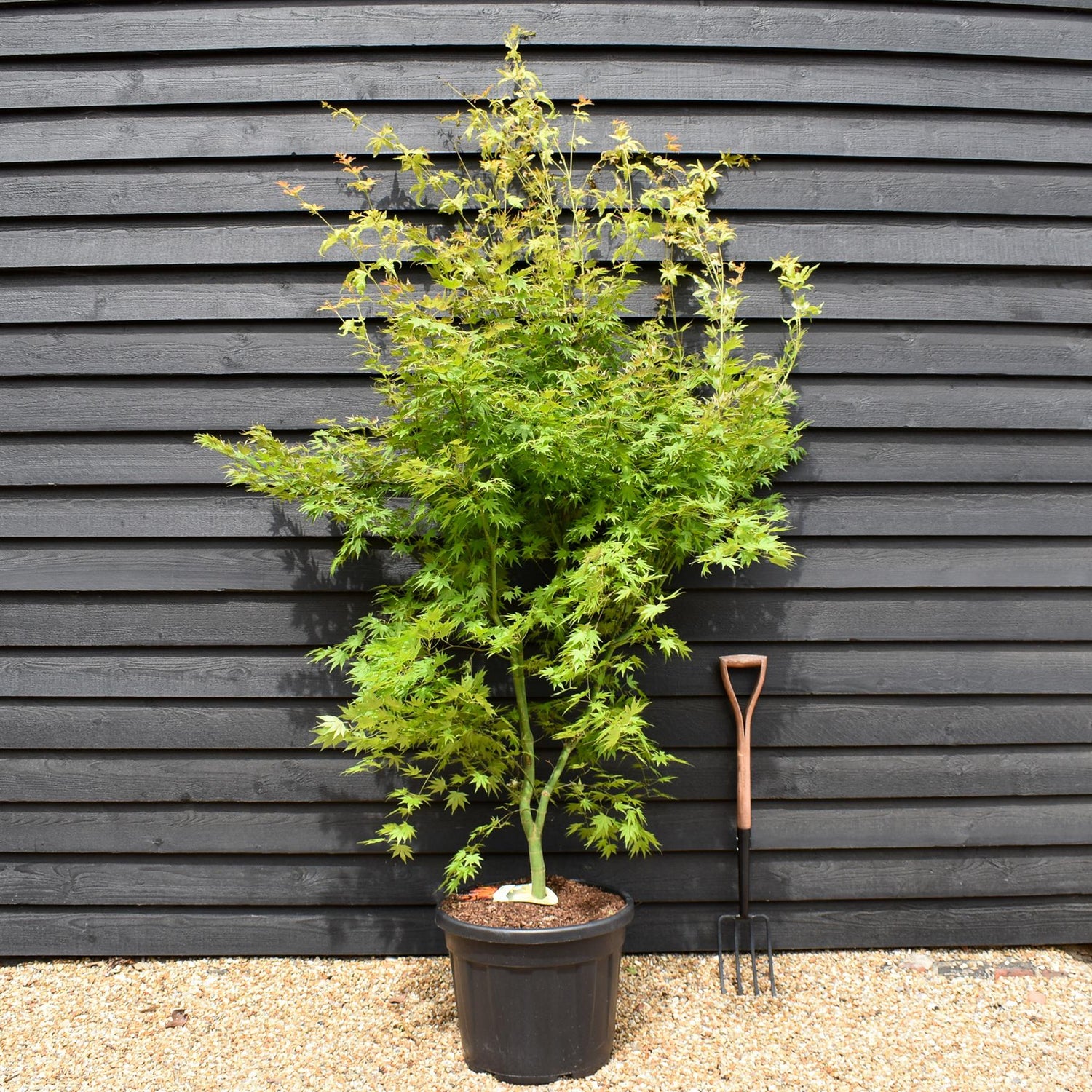 Acer palmatum 'Orange Dream' - Height 200-220cm - 55lt