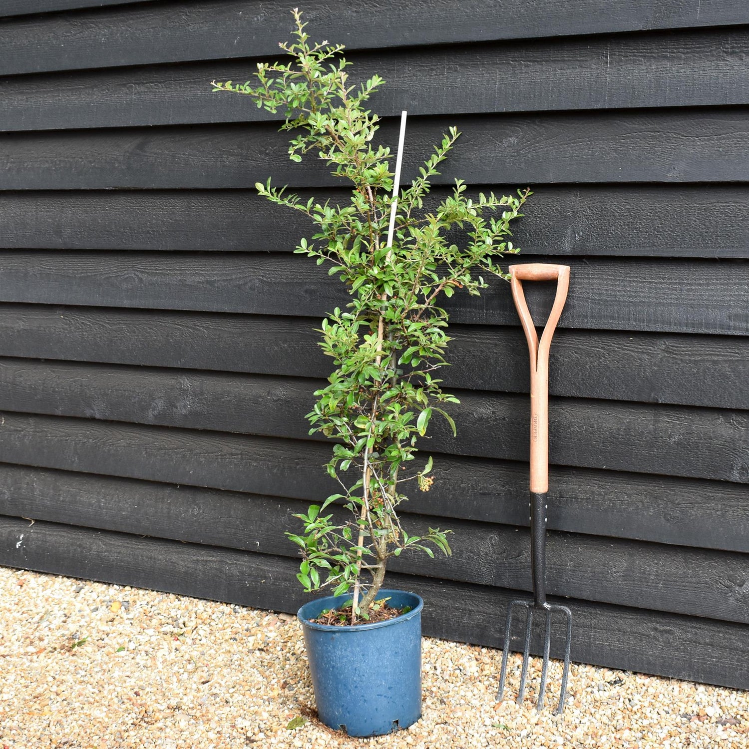 Pyracantha - Firethorn -  Shrub - 50-110cm - 12lt
