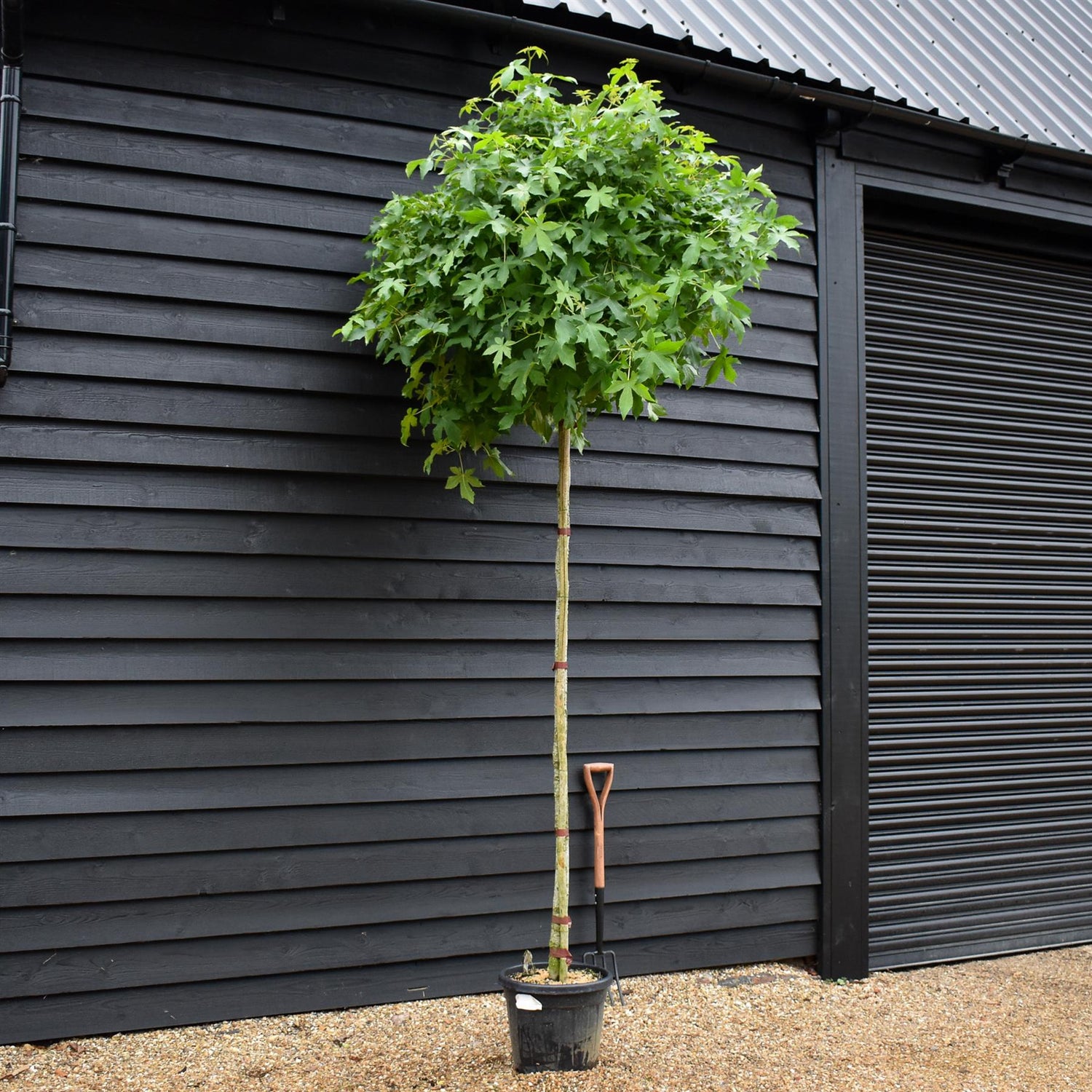 Liquidambar styraciflua 'Gum Ball' | Sweet gum 'Gum Ball' - 280-300cm, 30lt