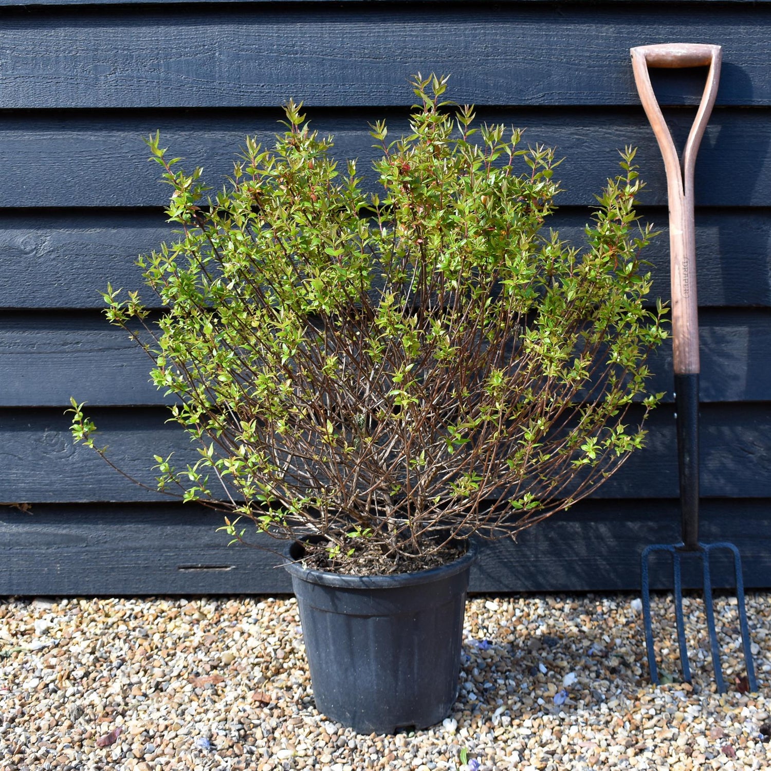 Abelia Grandiflora | Glossy Abelia - 140-160cm, 10lt