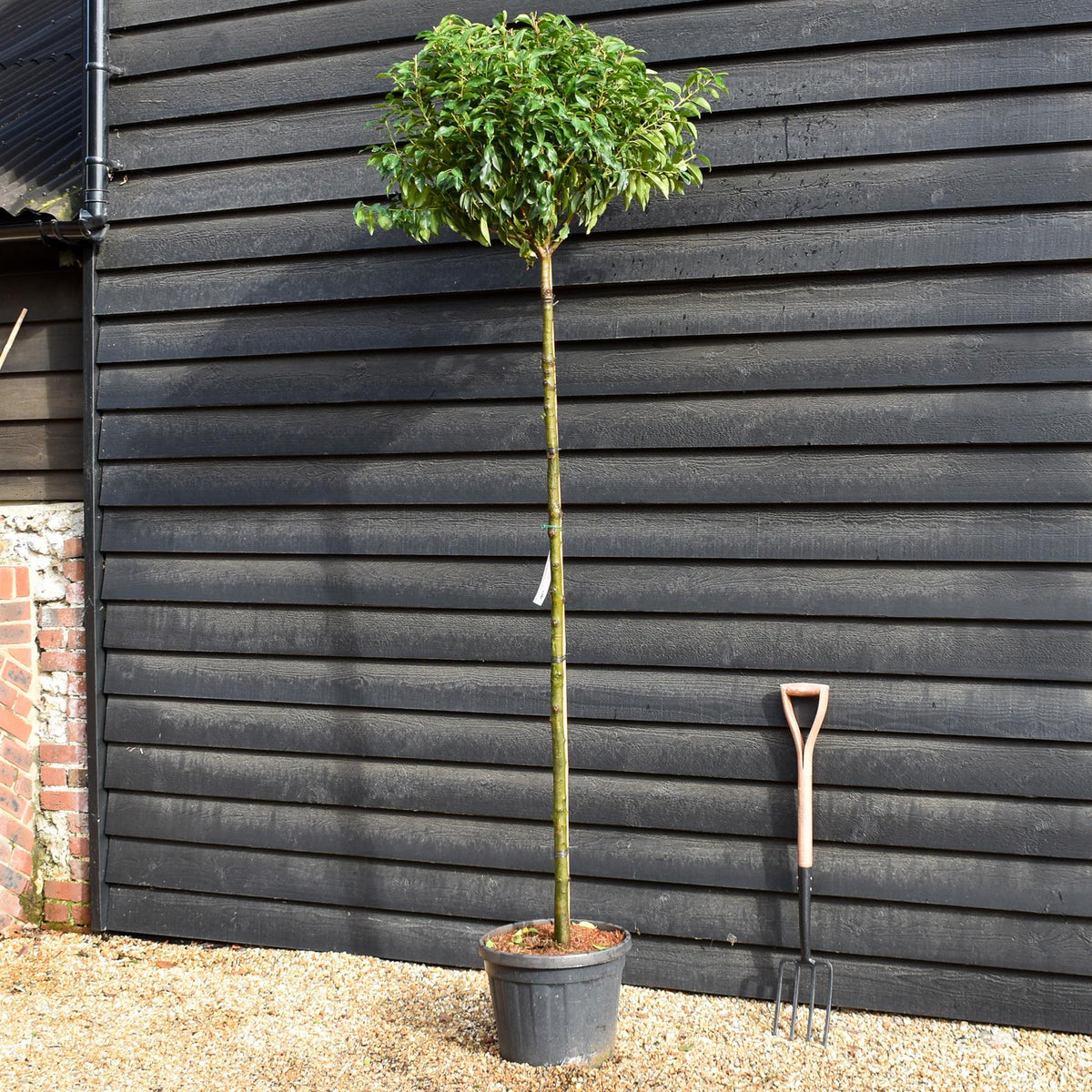 Prunus lusitanica 'Angustifolia' | Portugeuse Laurel - Clear Stem - 180cm - Height 220-240cm - Girth 10-12cm - 25lt