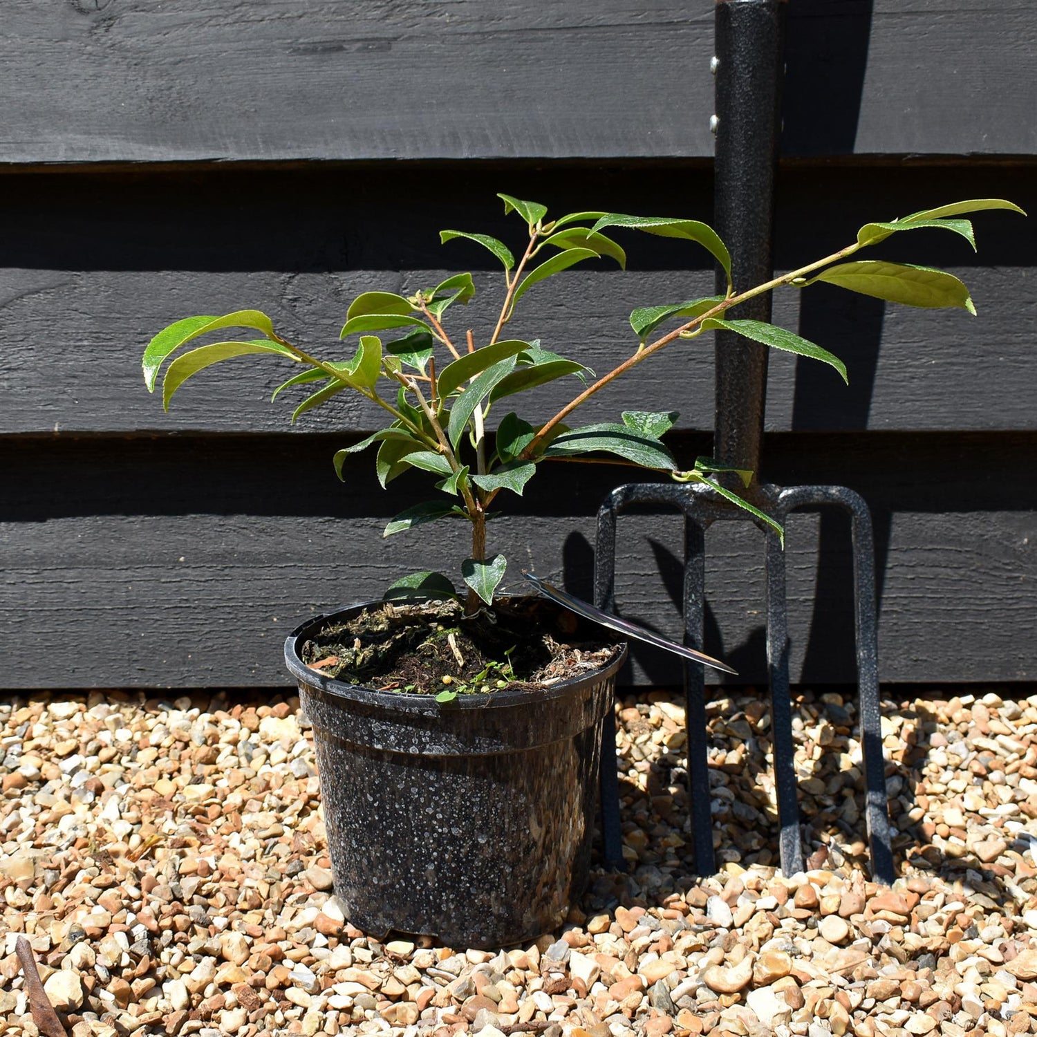 Camellia japonica | Common Camellia - 280-290cm, 10lt