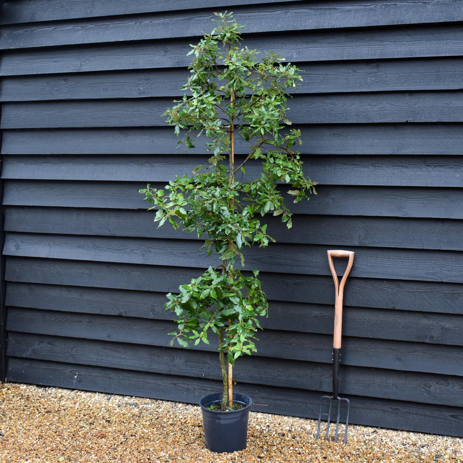 Holm Oak | Evergreen Oak | Quercus ilex |  - Height 120-140cm - 12lt