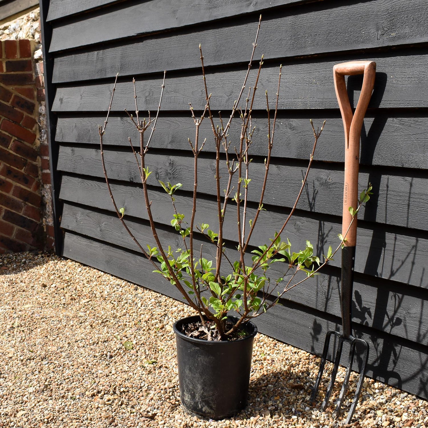 Viburnum x bodnantense 'Dawn' | Arrowwood 'Dawn' - 100-130cm, 10lt