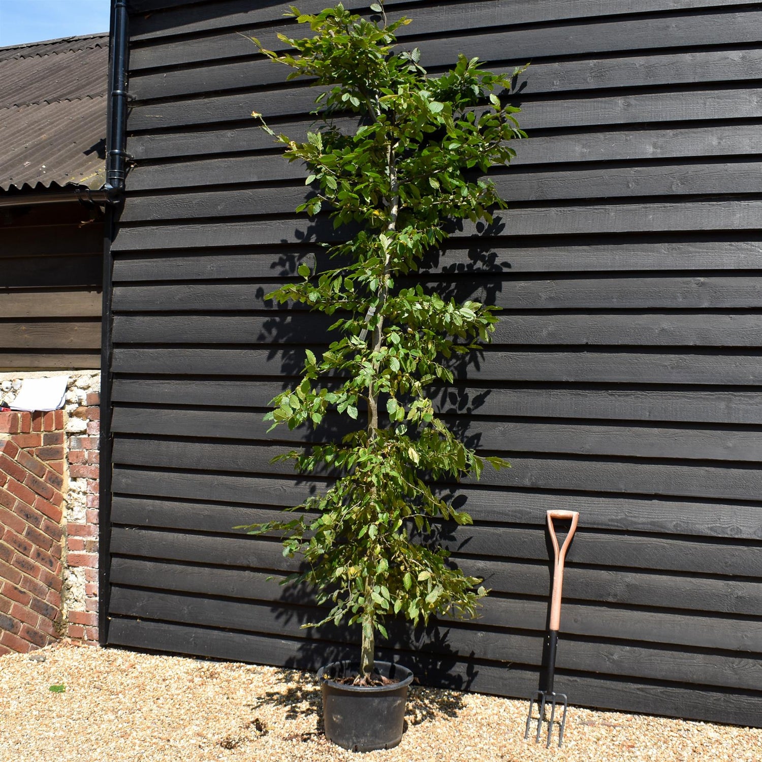 European Hornbeam | Carpinus Betulus - Feathered - Girth 8-10cm - Height 220-280cm - 30lt