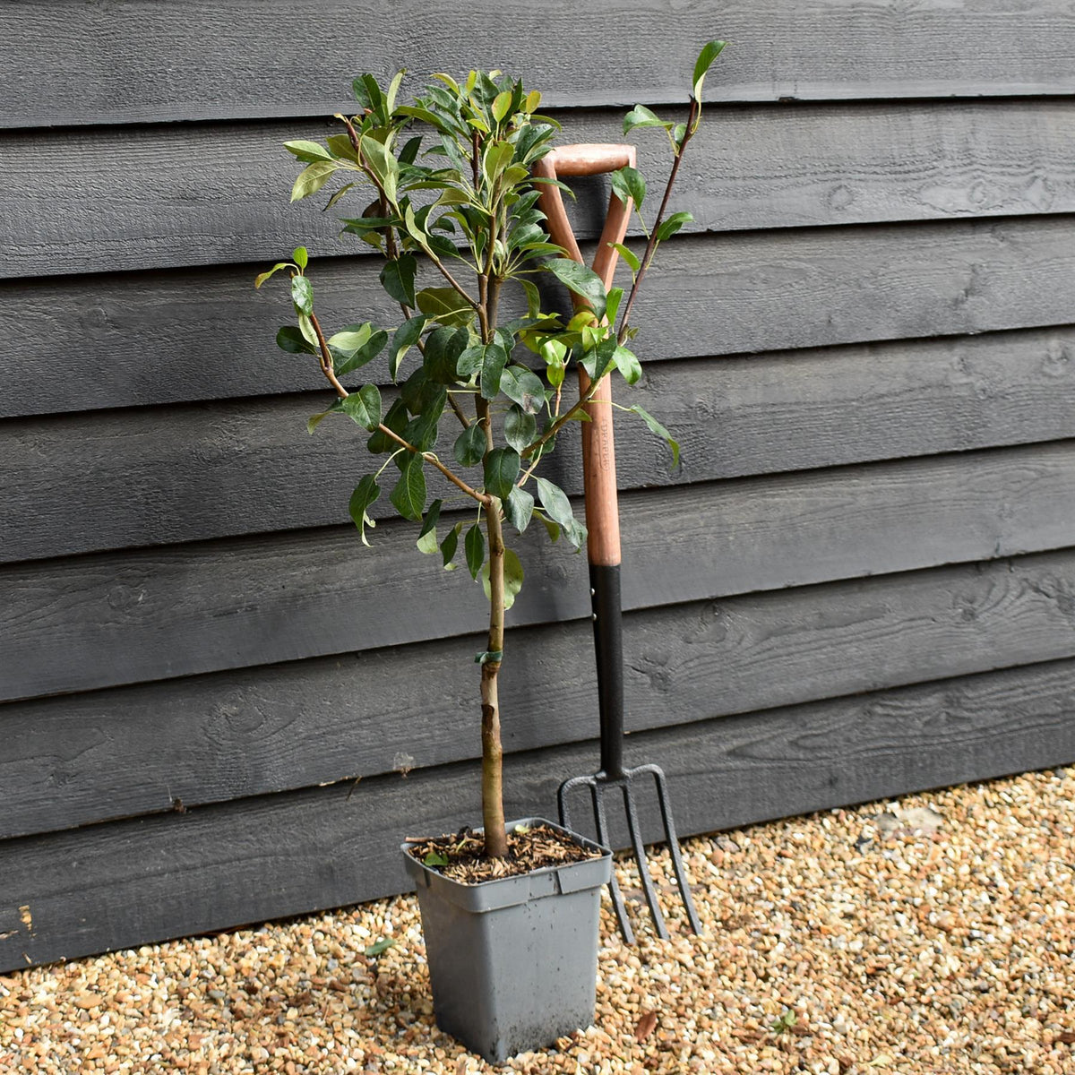 Apple tree 'Granny Smith' | Malus Domestica - Patio Rootstock - Height 80-100cm - 7lt