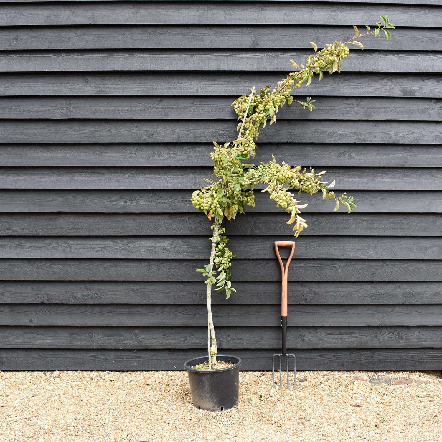 Malus 'Golden Hornet' | Flowering Crab Apple Tree, Clear Stem - 150-180cm, 20lt