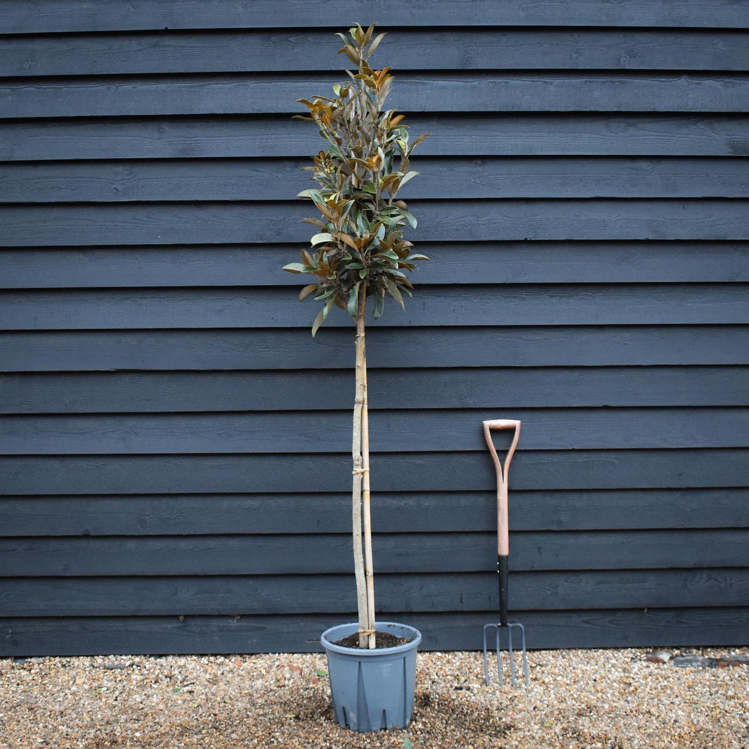 Magnolia Grandiflora 'Alta' | Southern Magnolia - Clear Stem - Height 200-220cm - 18lt