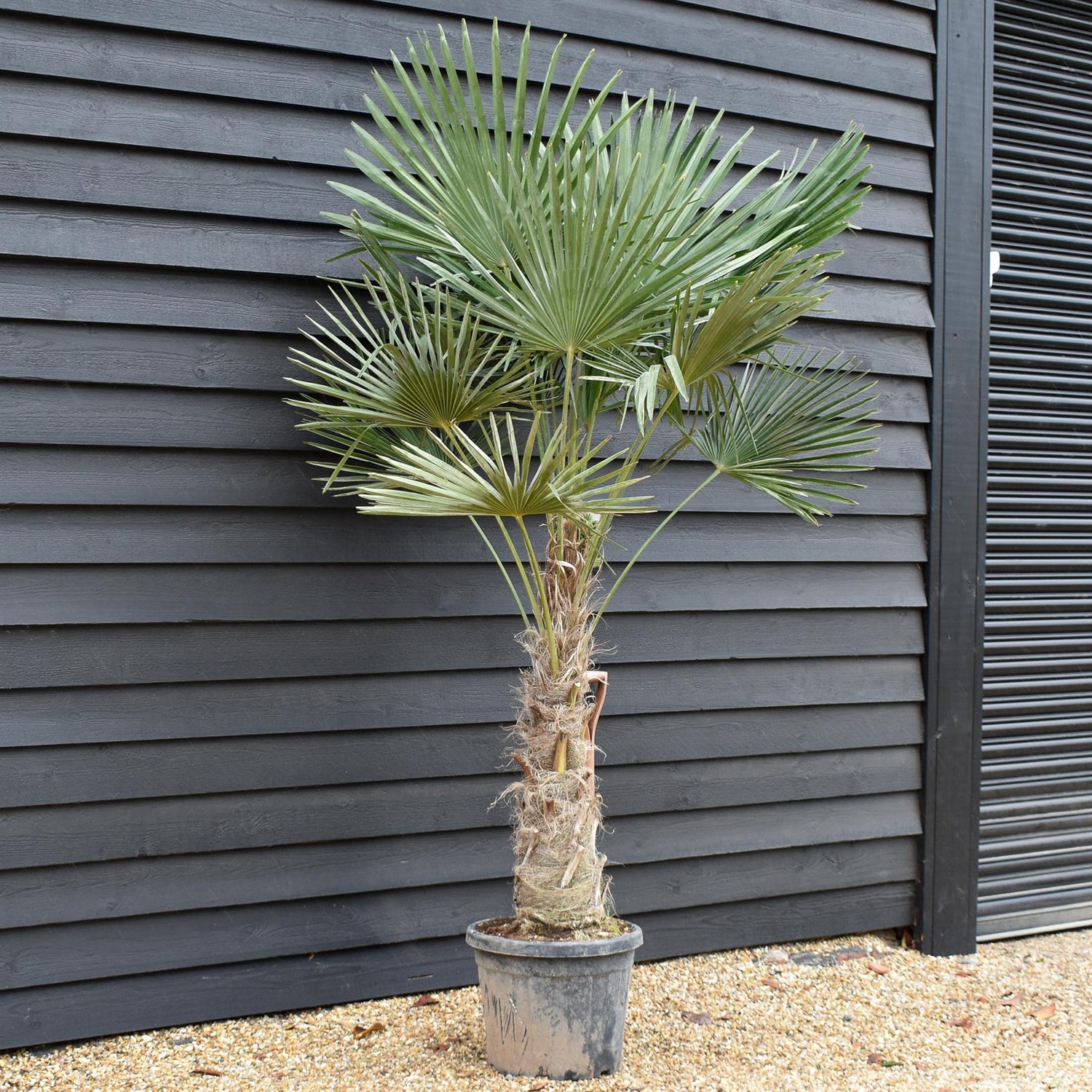 Trachycarpus fortunei - Stem 70-80cm -  Height 210-250cm - 45lt