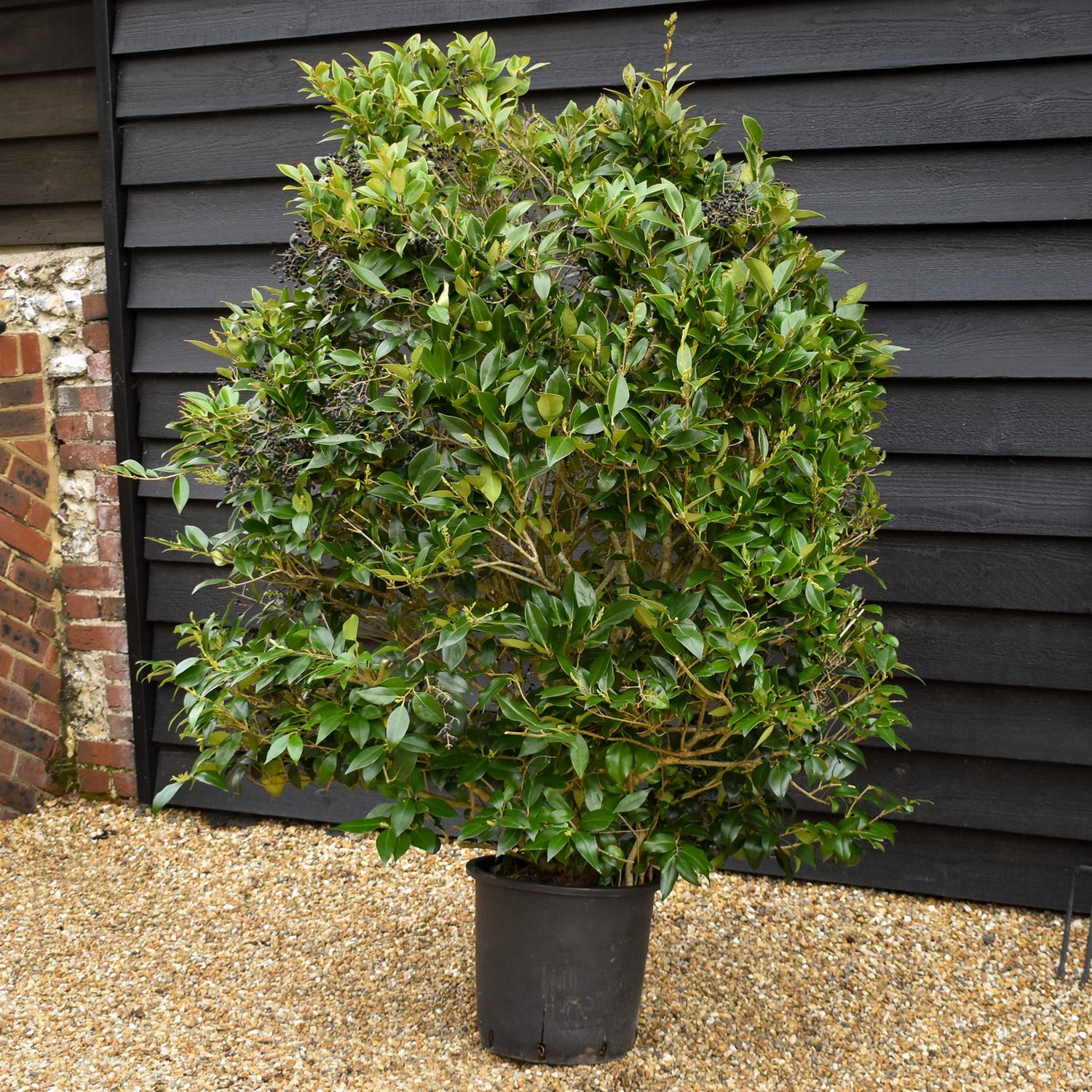 Ligustrum japonicum Texanum - Bushy - Height - 140-160cm - 25lt
