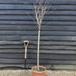 Prunus 'Accolade' | Cherry 'Accolade' - Girth 10-12cm - Half Standard - 190-210cm - Clear Stem - 25lt