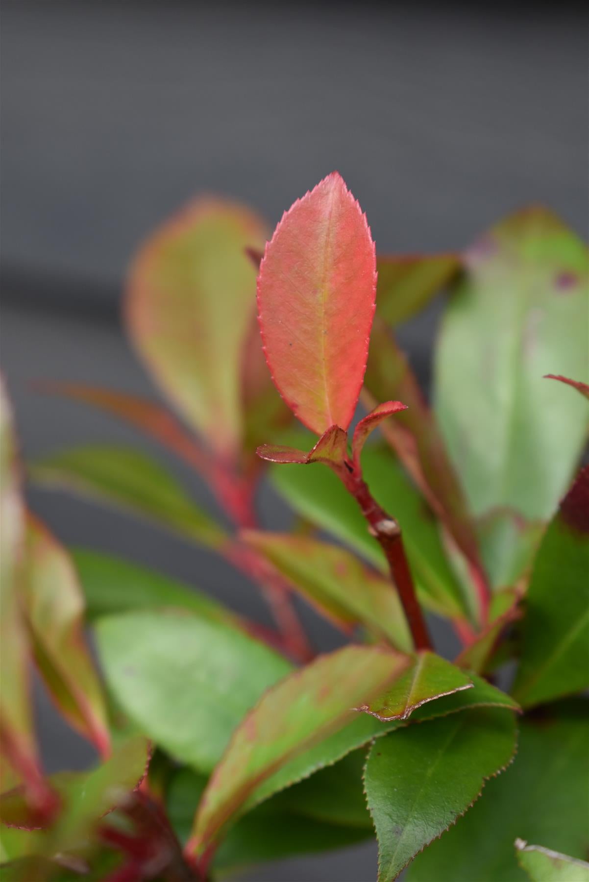 Photinia Red Robin - Compacta - Bush - Shrub - Height 90-120cm - 10lt
