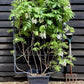 Wisteria | Chinese wisteria - Frame - 150-160cm, 30lt