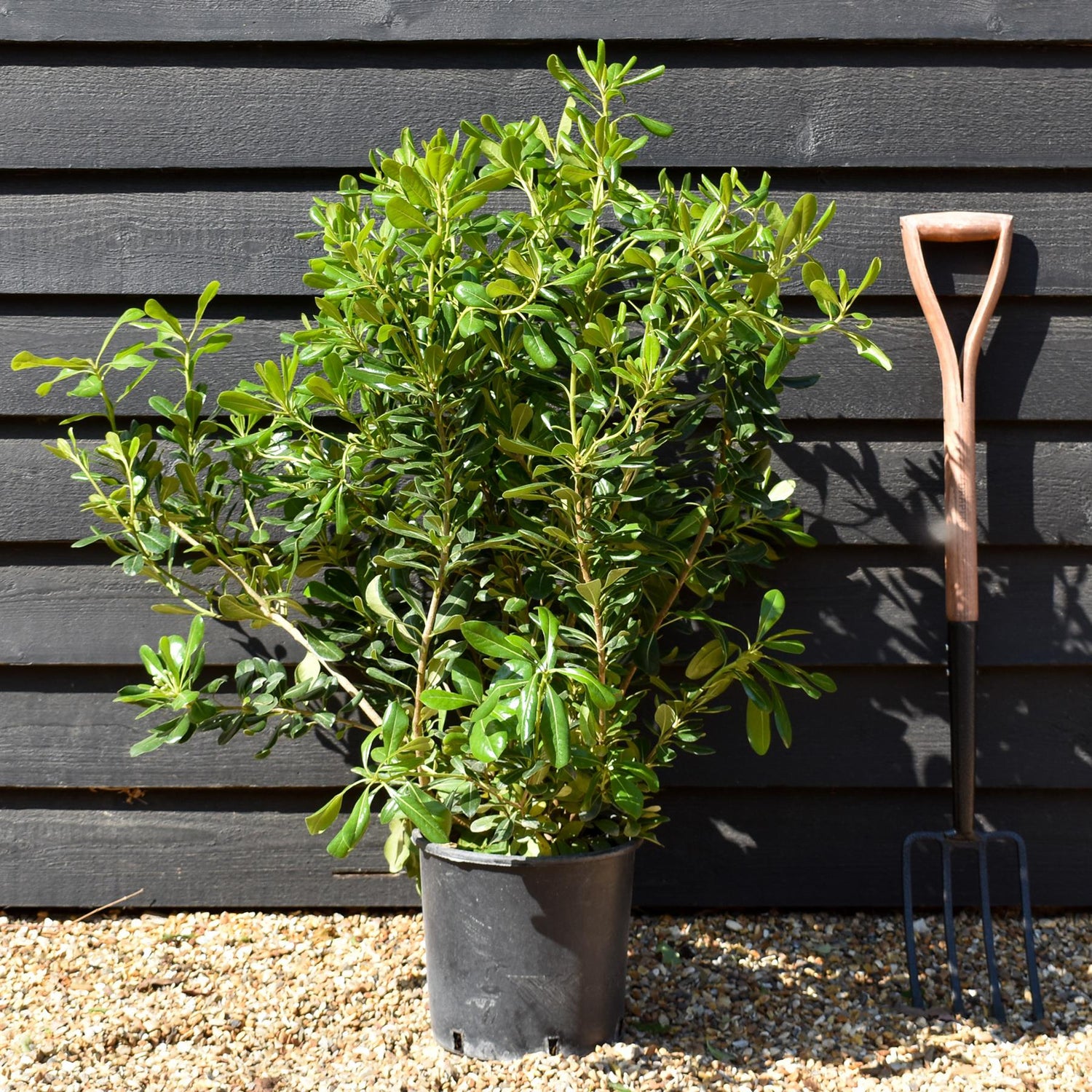 Pittosporum tobira - Shrub -  Height 80-100cm - 10lt