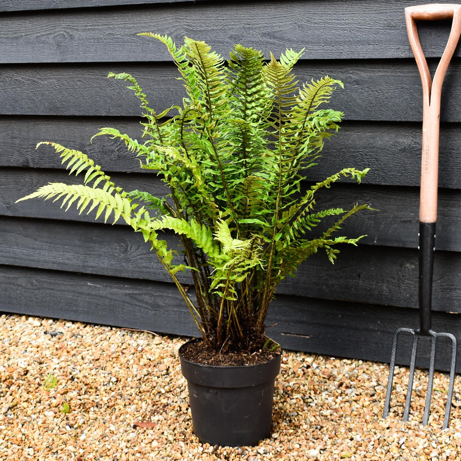 Dryopteris atrata | Black Fern - Ferns - Perennial 7lt