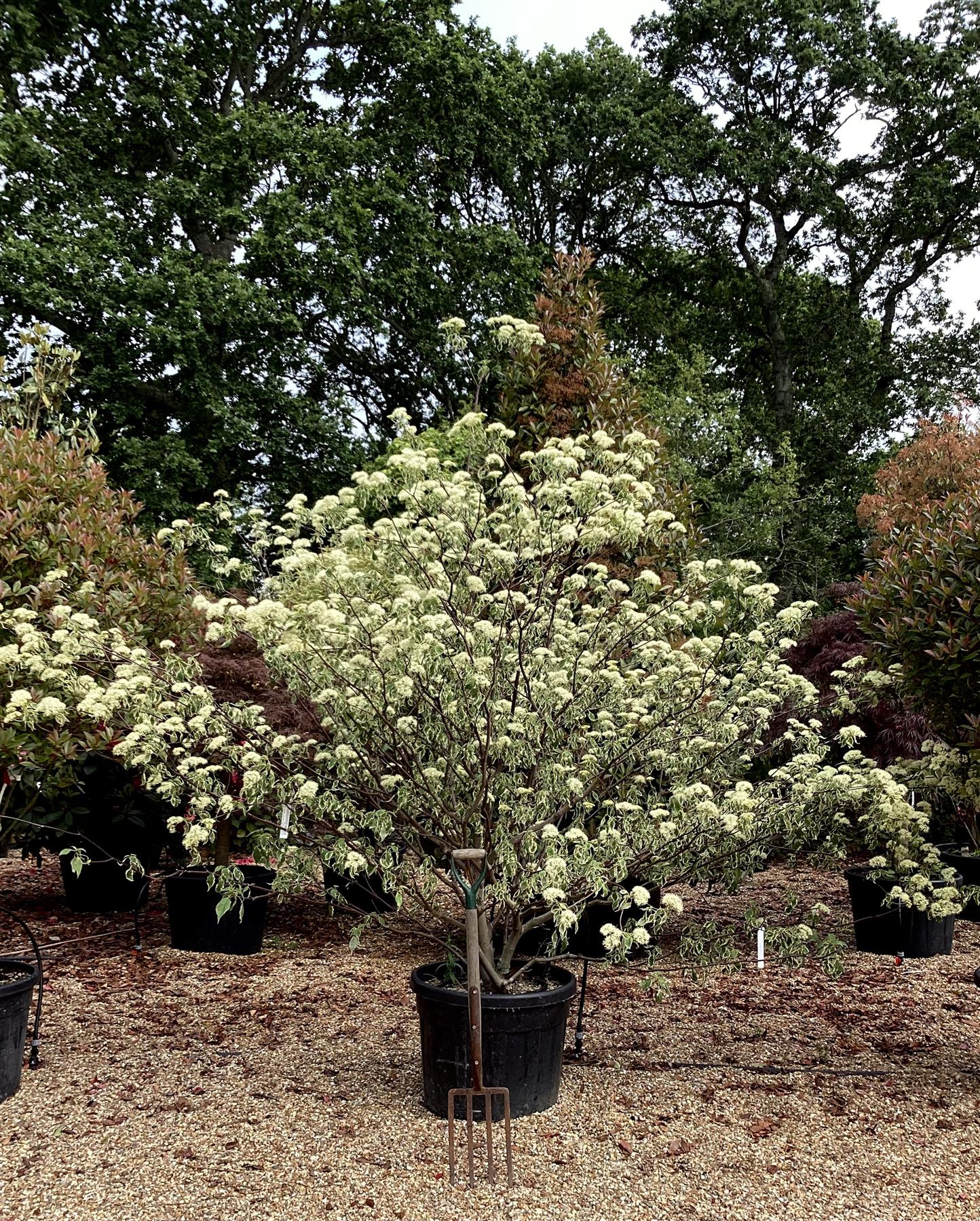 Cornus Rutgersensis Stellar Pink | Stellar Pink Dogwood - Multistem - 220-230cm - 110lt