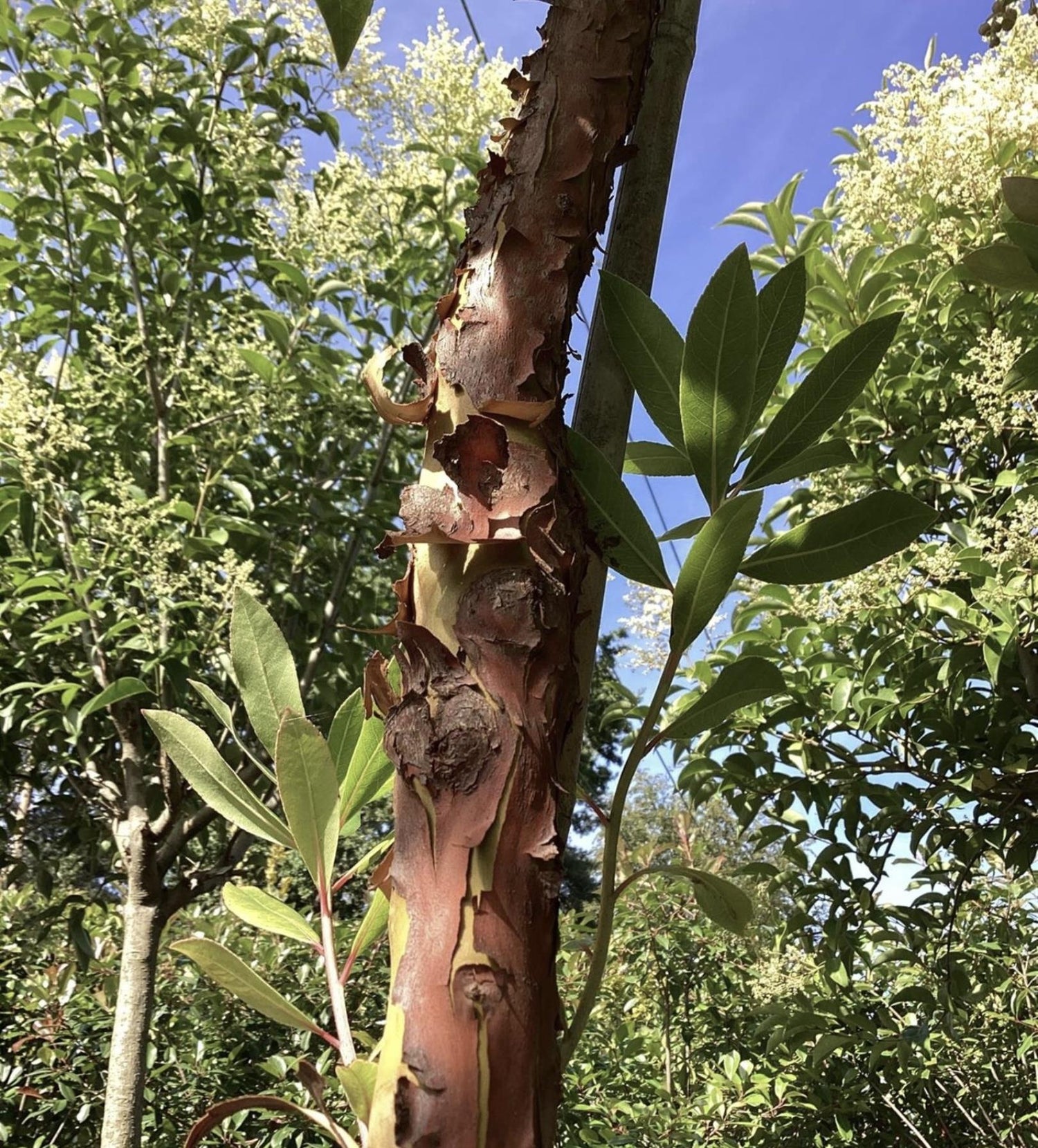 Arbutus Unedo Compacta | Strawberry Tree - 10lt
