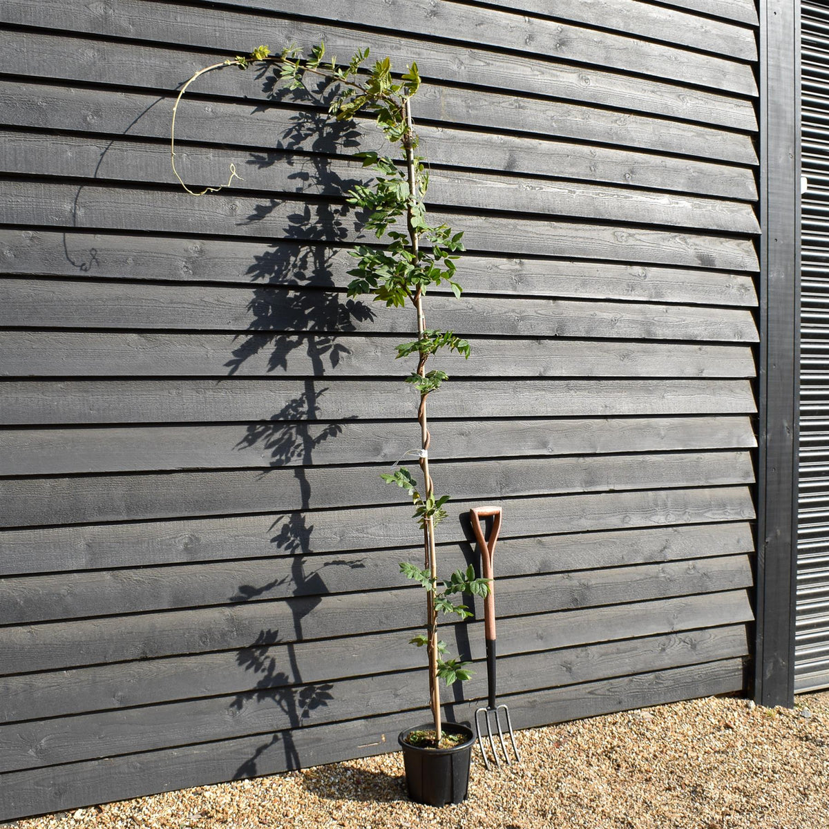 Wisteria brachybotrys 'Iko yama Fuji' -  Cane - Height 200-250cm - 7lt