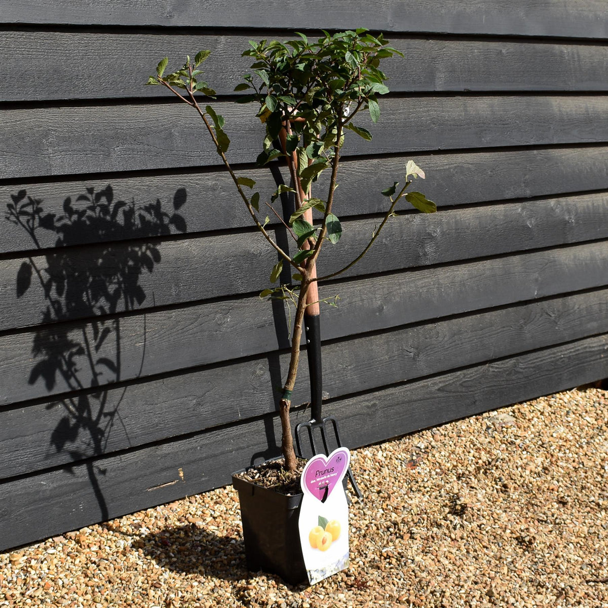Prunus 'Mirabelle de Nancy' | Cherry plum 'Mirabelle de Nancy' - Patio Rootstock - Height 80-100cm, 7lt