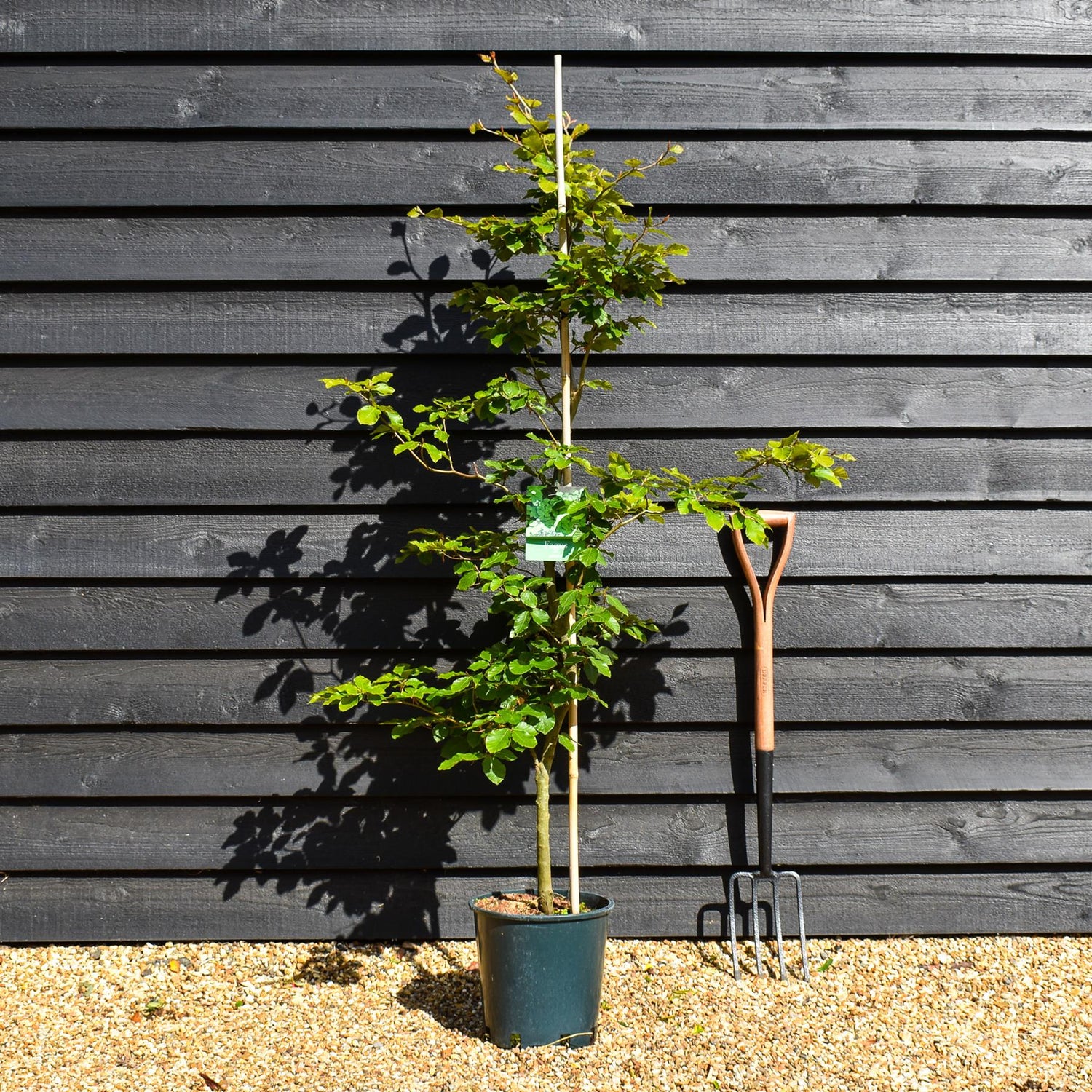 Fagus sylvatica | European Beech - Height 155-190cm - 12lt