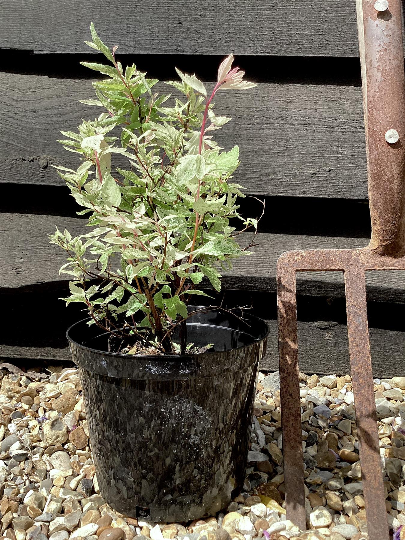 Spiraea x vanhouttei 'Pink Ice' | Bridalwreath 'Pink Ice' - 10-20cm - 3lt