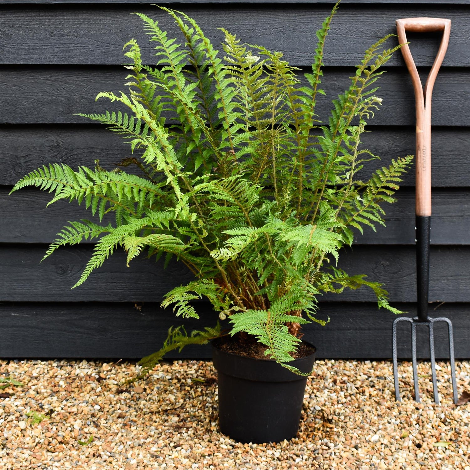 Polystichum Setiferum| Soft Shield Fern - Height 70-80cm - 7lt